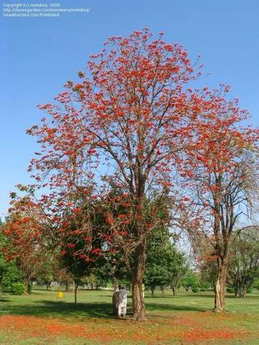 Flame Coral Tree