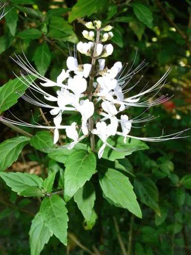Cat’s Whiskers Plant