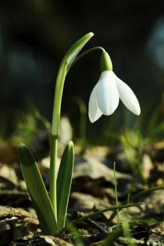 Snow Drop Lily