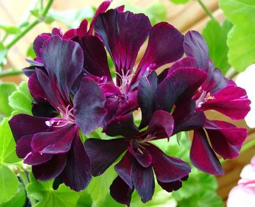 Pelargonium 'black Magic'