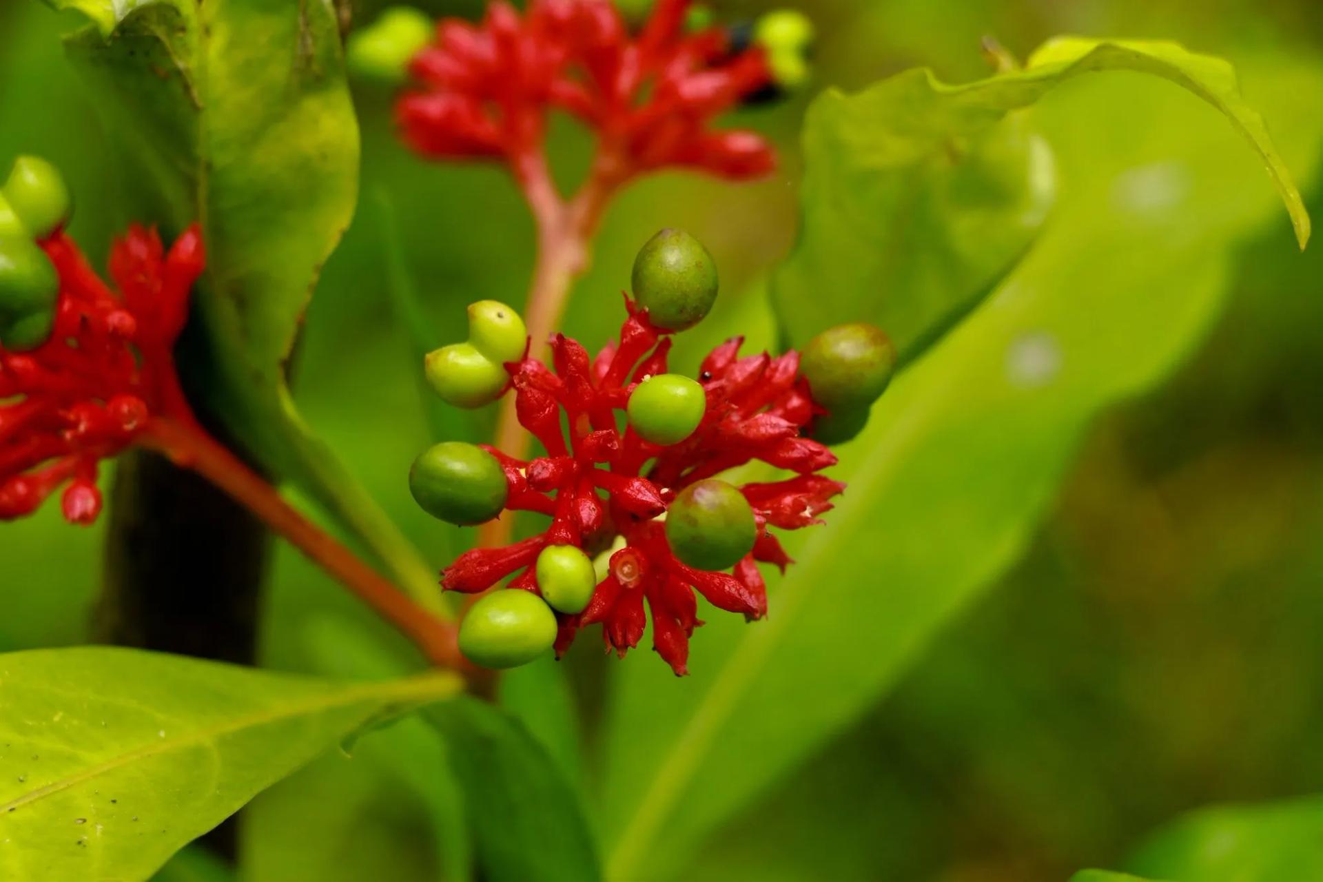 Indian Snakeroot Fruit and Flowers