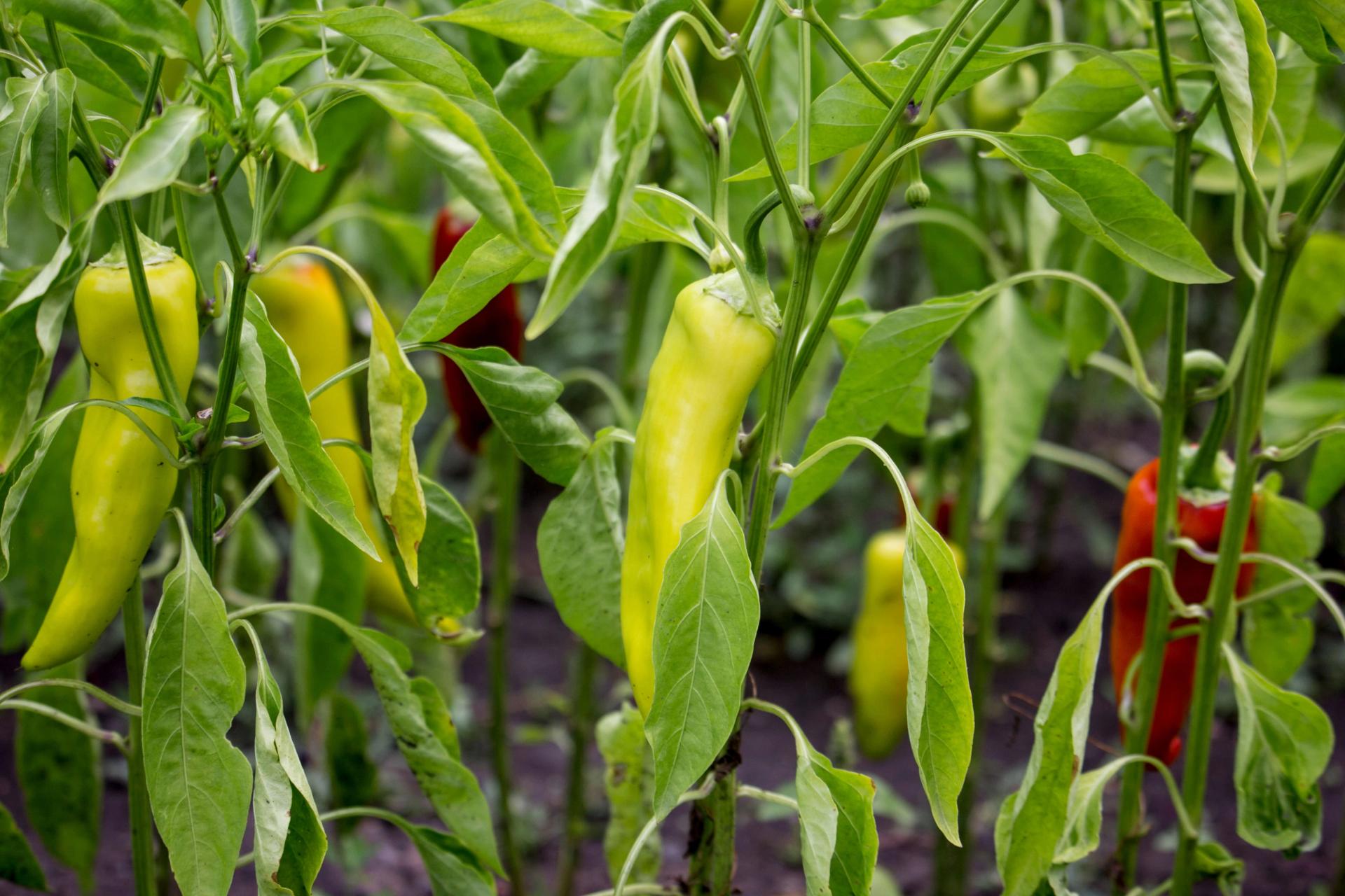 Growing peppers