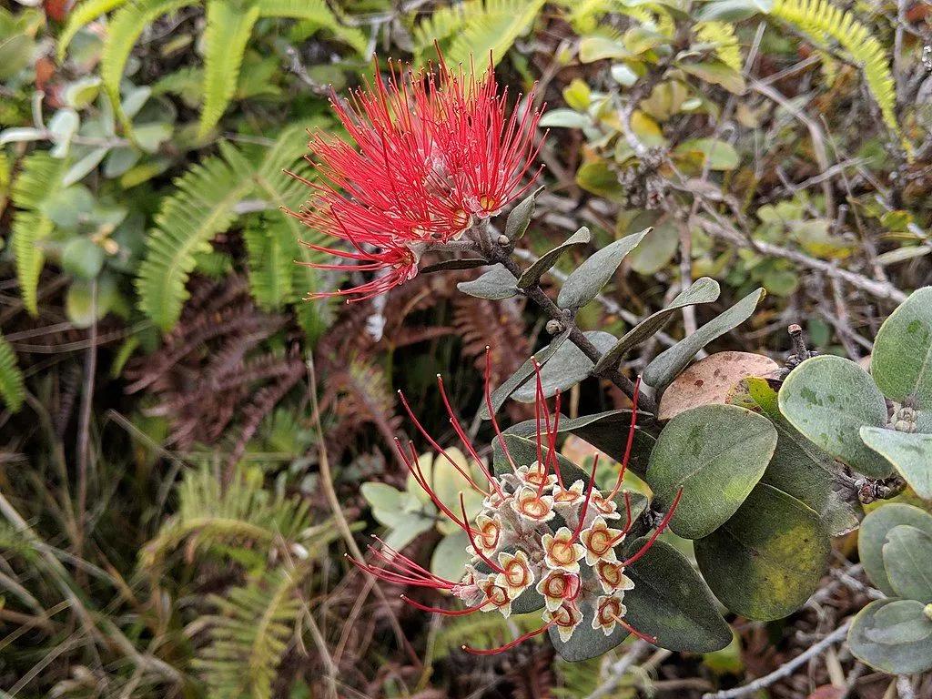 Red Lehua Flower