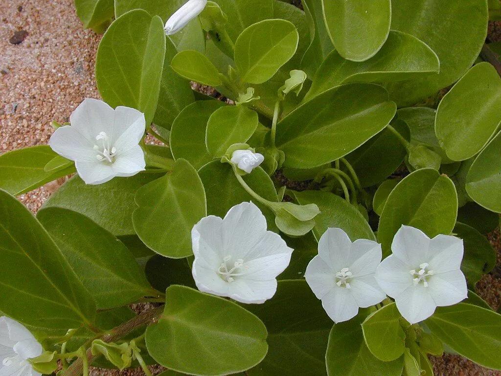 Jacquemontia's White Flowers