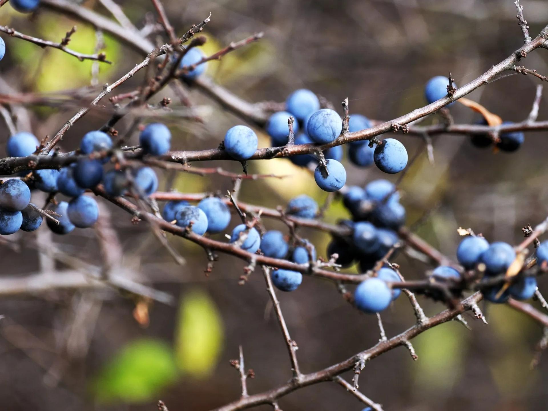 Blackthorn (Prunus spinosa) Fruit and Thorns