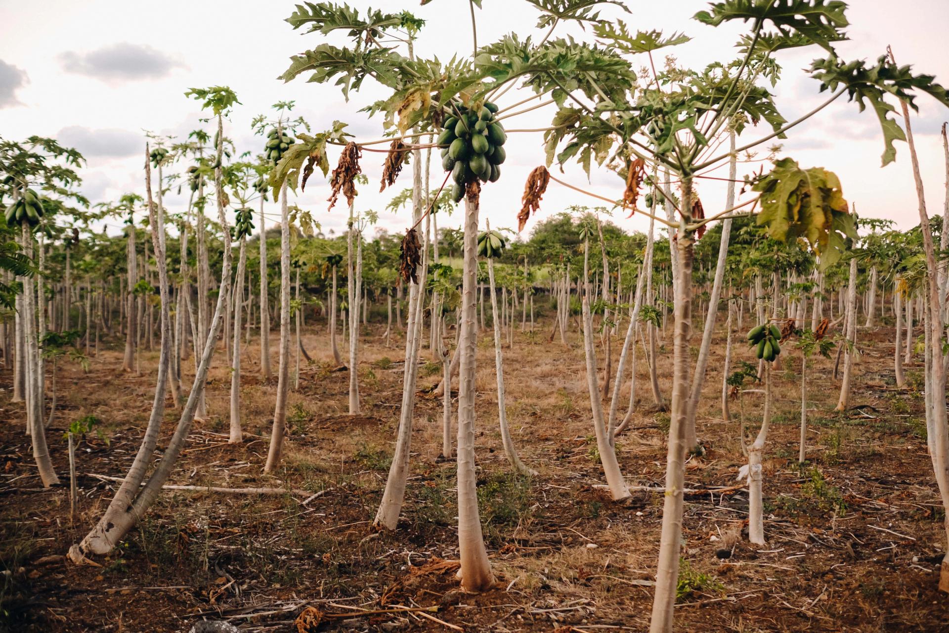 Papaya Fruit Plantation
