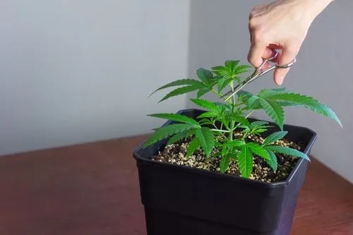 What Does Topping Cannabis Mean?