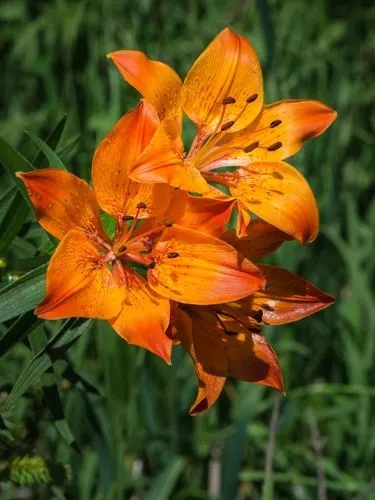 ​​Orange Lily