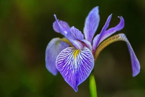 Japanese Iris
