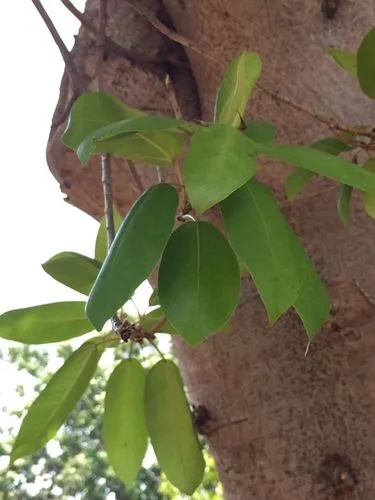 Ficus Sansibarica