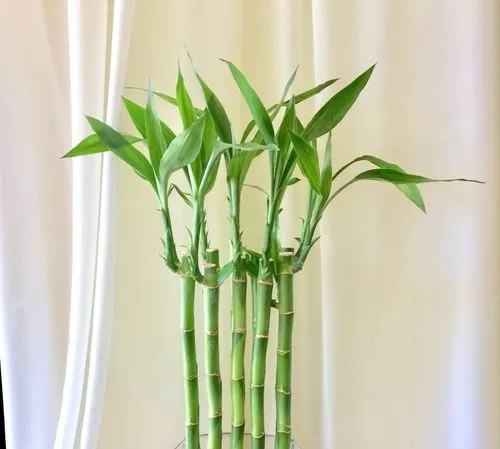 Bamboo-phyllo-angusta