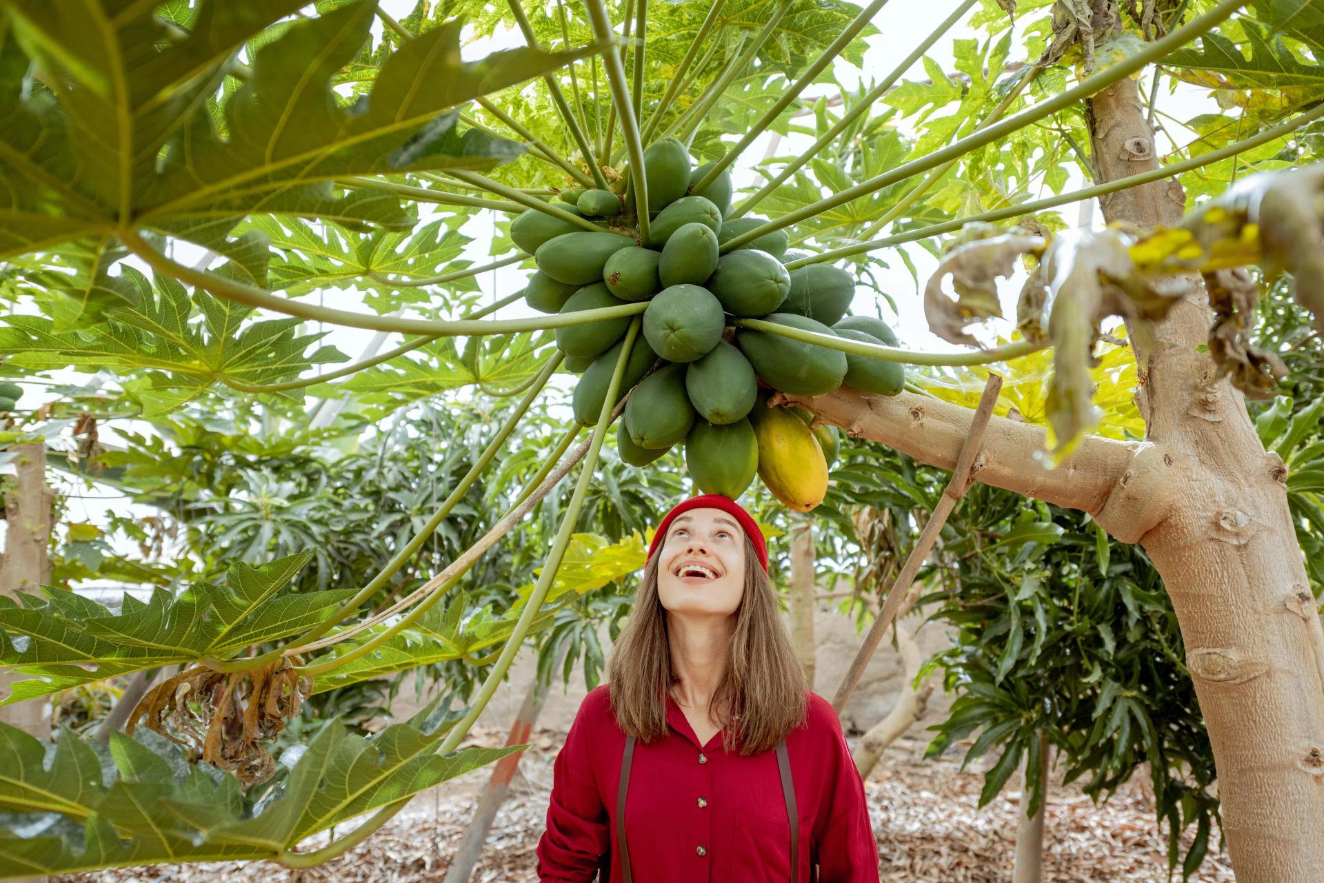 Woman with Papaya Tree